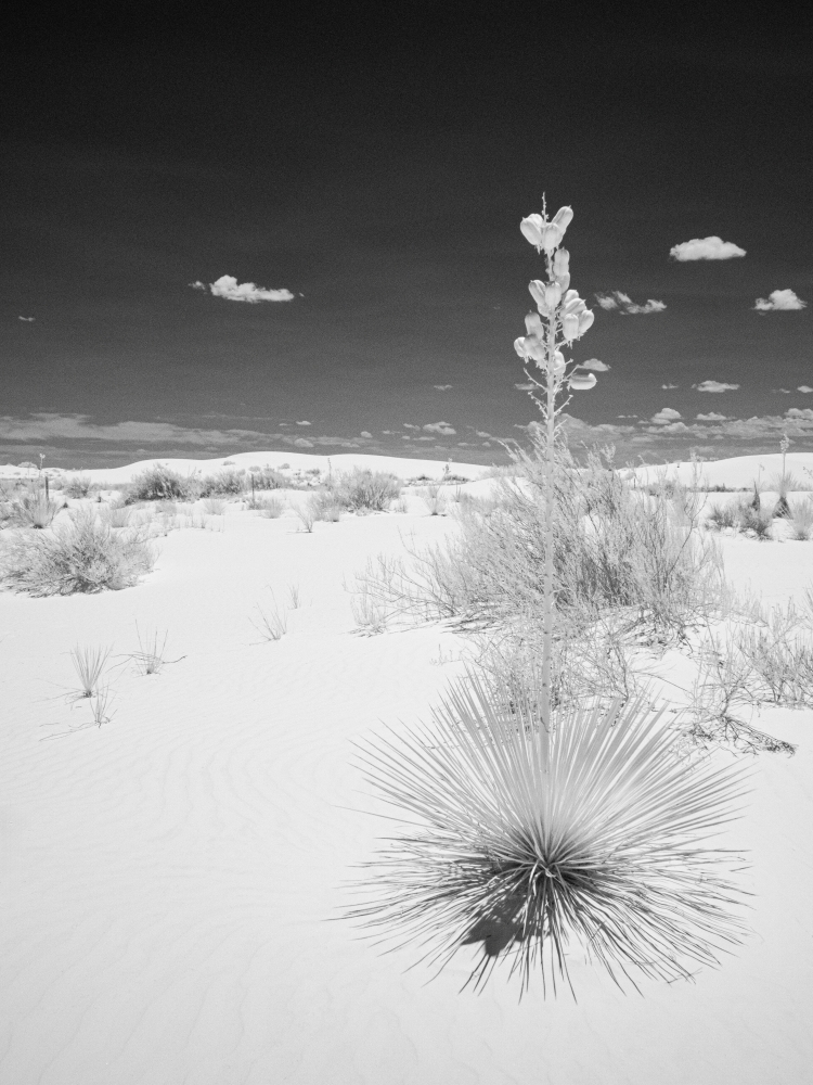 982 white sands 5 sm