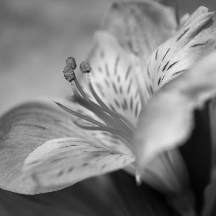 IR Lilly